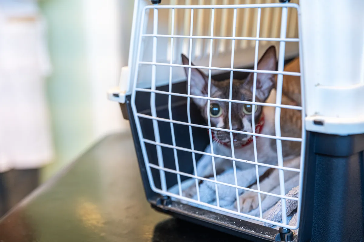 Kočka plemene devon rex vyhlíží mřížkou bílé přepravky na vyšetřovacím stole