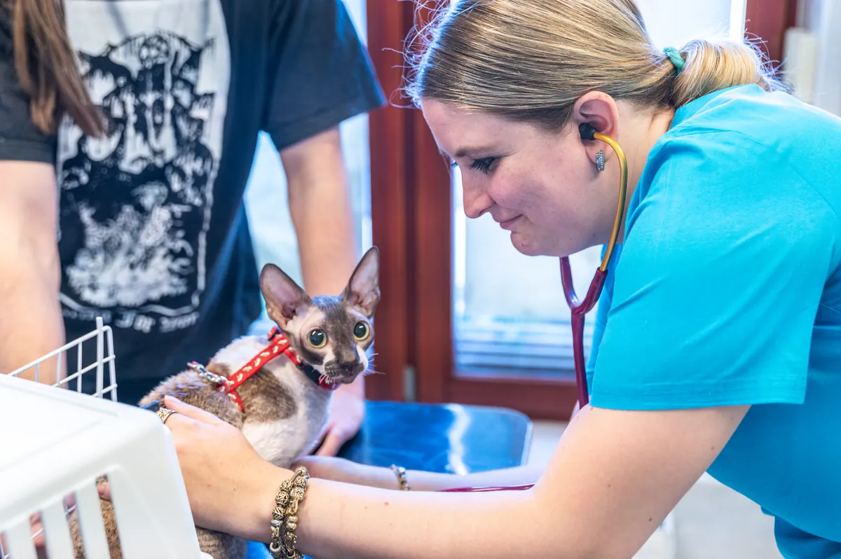 Veterinářka fonendoskopem vyšetřuje kočku v červeném postroji, kterou majitelka drží u otevřené přepravky.