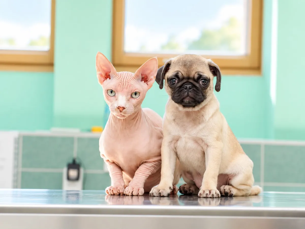 Kočka sphynx a štěně mopse sedí vedle sebe na vyšetřovacím stole a dívají se do objektivu