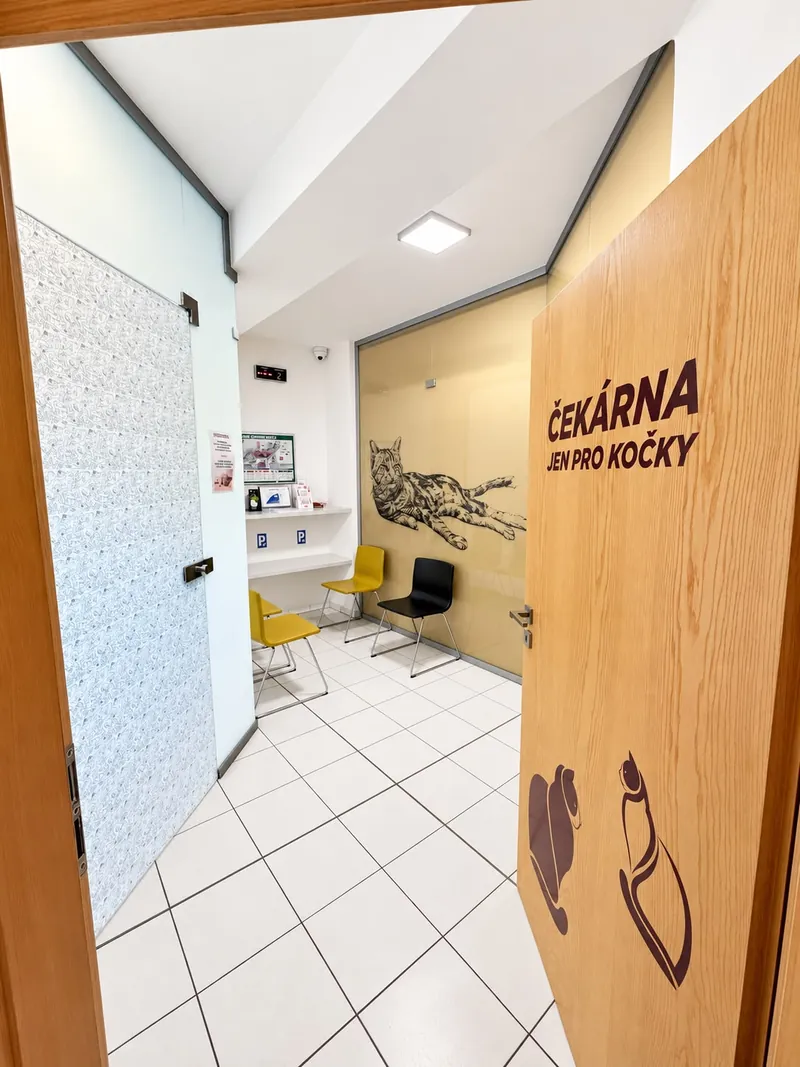 Pohled dveřmi s nápisem „Čekárna jen pro kočky“ do oddělené kočičí čekárny se žlutými a černými židlemi